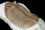 Asaphus Lepidurus Trilobite - Top Quality Specimen #99258-3